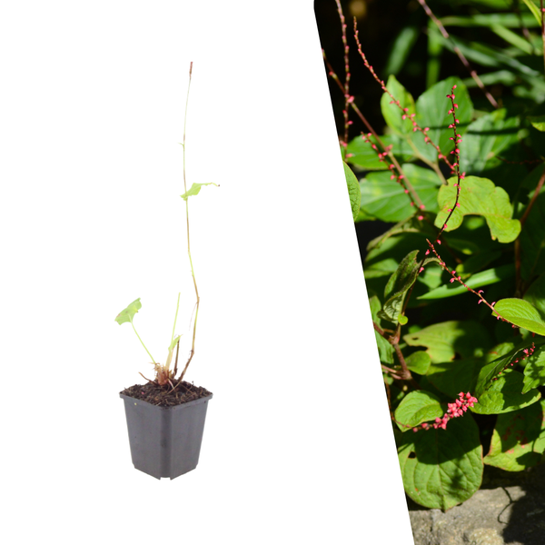 Duizendknoop 'Speciosa' - Persicaria amplexicaulis 'Speciosa'