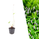 Adderwortel - Persicaria bistorta