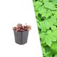 Schuimbloem - Tiarella cordifolia