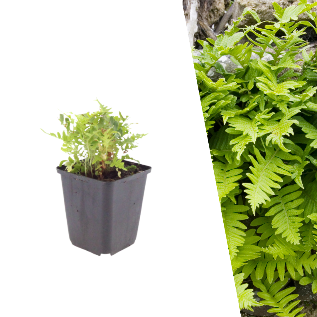 Eikvaren - Polypodium vulgare