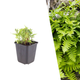 Eikvaren - Polypodium vulgare