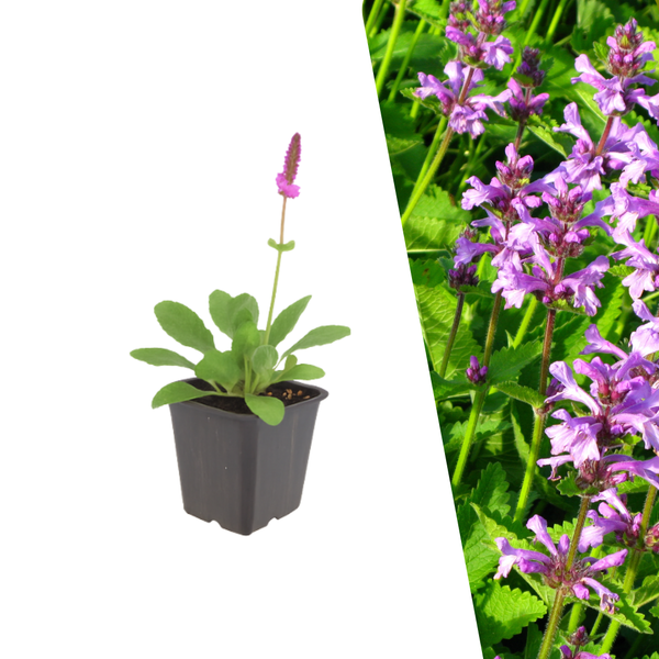 Andoorn 'Hummelo' - Stachys monieri 'Hummelo'