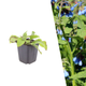 Smeerwortel 'Wisley Blue' - Symphytum grandiflorum 'Wisley Blue'