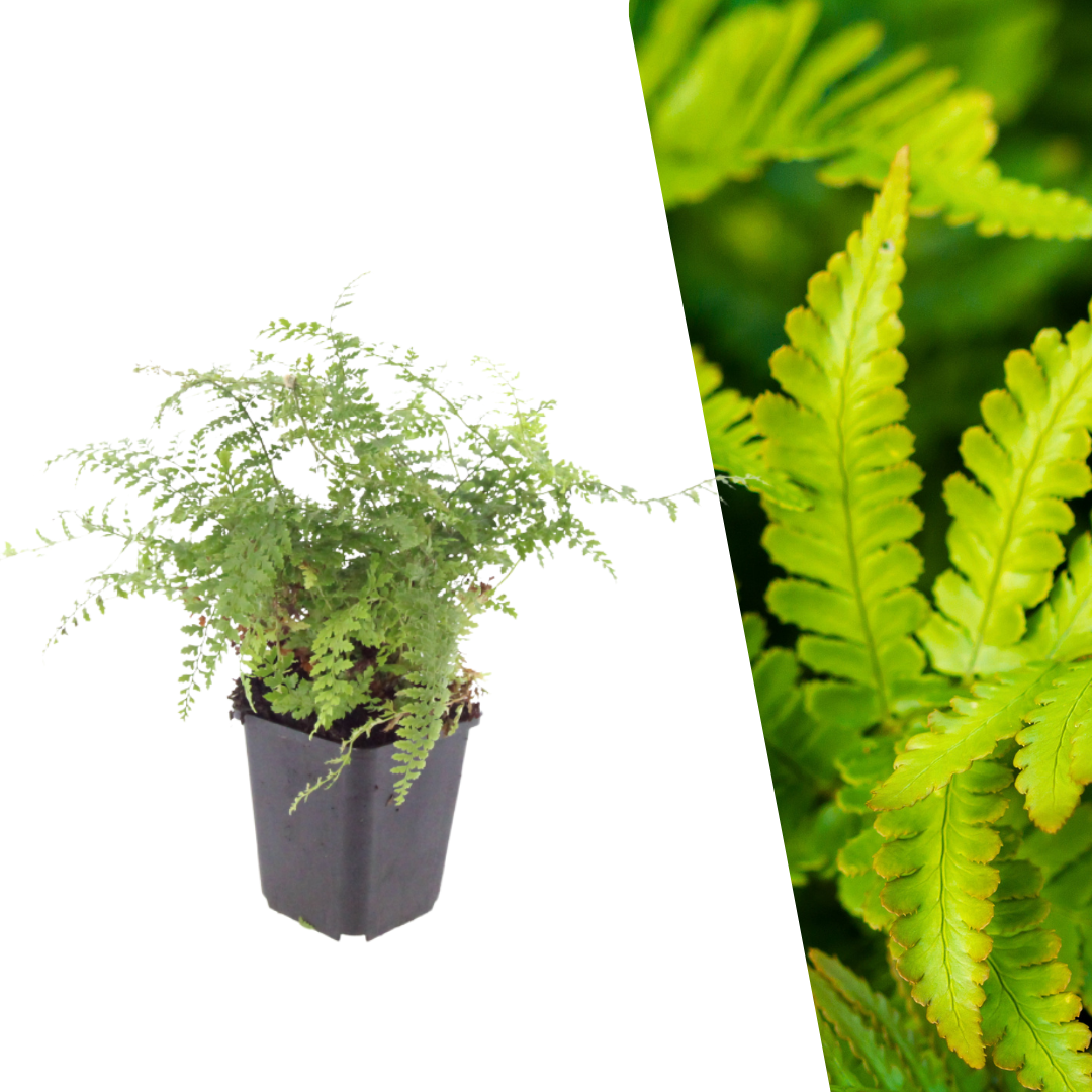 Zachte naaldvaren 'Herrenhausen' - Polystichum setiferum 'Herrenhausen'
