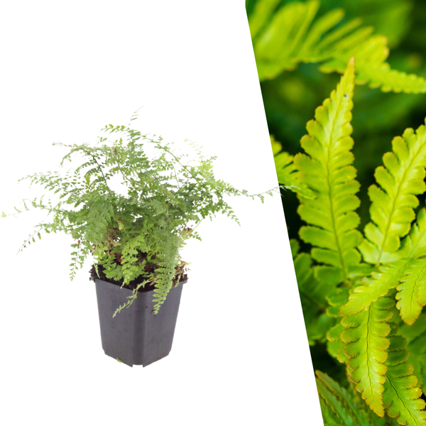 Zachte naaldvaren 'Herrenhausen' - Polystichum setiferum 'Herrenhausen'
