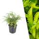 Zachte naaldvaren 'Herrenhausen' - Polystichum setiferum 'Herrenhausen'
