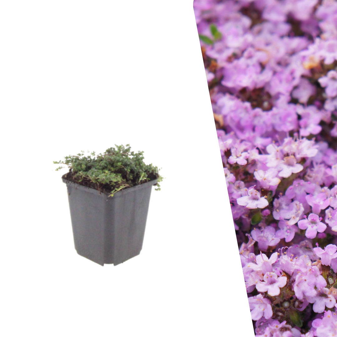 Kruiptijm 'Purple Beauty' - Thymus praecox 'Purple Beauty'