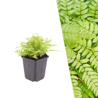 Mannetjesvaren - Dryopteris filix-mas