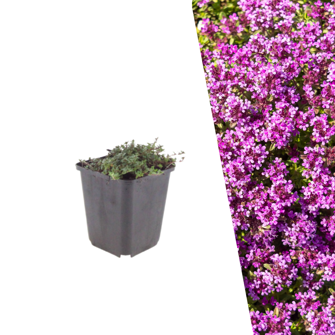 Kruiptijm 'Coccineus' - Thymus praecox 'Coccineus'