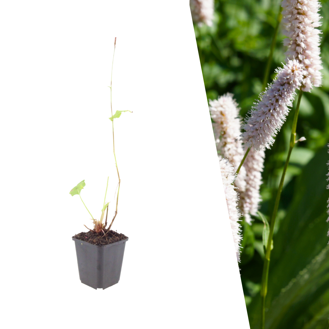 Adderwortel 'Superba' - Persicaria bistorta 'Superba'