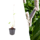 Adderwortel 'Superba' - Persicaria bistorta 'Superba'