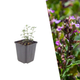 Gamander - Teucrium x lucidrys