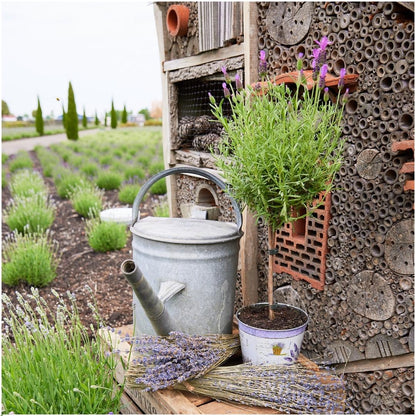 Kuiflavendel op stam in sierpot met lavendelprint - Lavandula stoechas 'Anouk' - set van 2, Ø12 cm