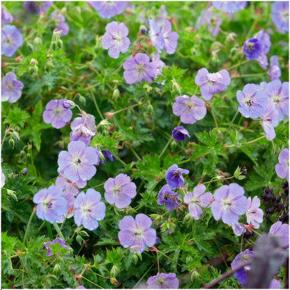 Ooievaarsbek - Geranium 'Rozanne'