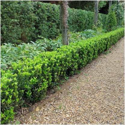 Japanse kardinaalsmuts - Euonymus japonicus 'Green Spire' - set van 6, Ø12 cm