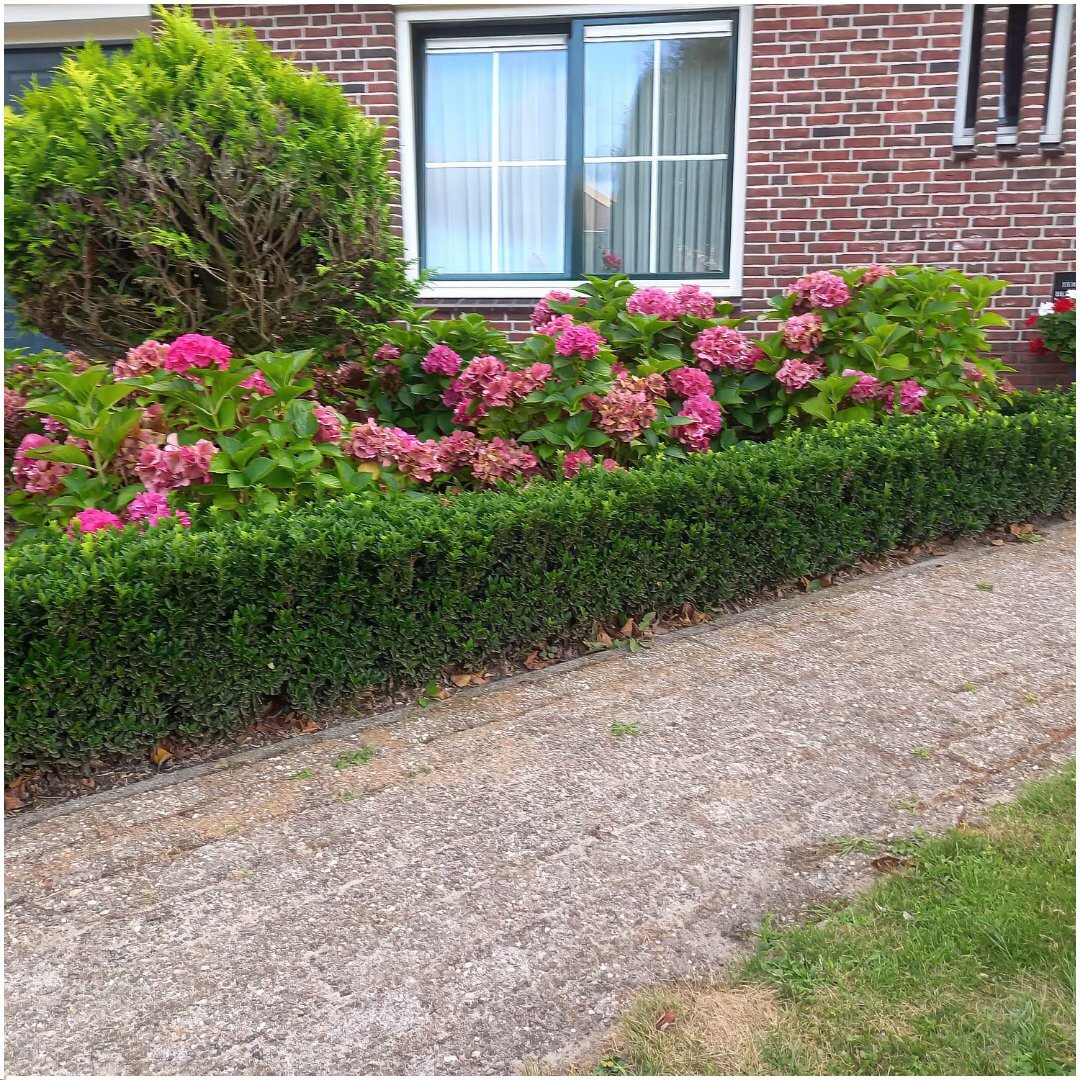 Japanse kardinaalsmuts, Euonymus japonicus 'Green Spire', in de tuin