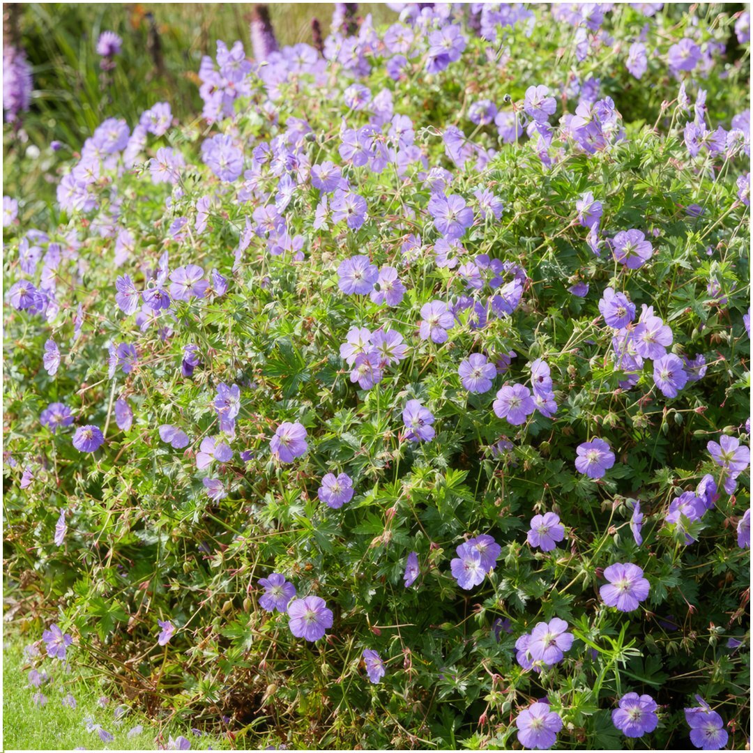 Ooievaarsbek - Geranium 'Rozanne'