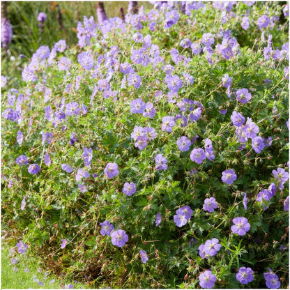 Ooievaarsbek - Geranium 'Rozanne'