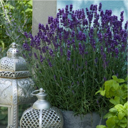 Echte lavendel - Lavandula angustifolia 'Hidcote'