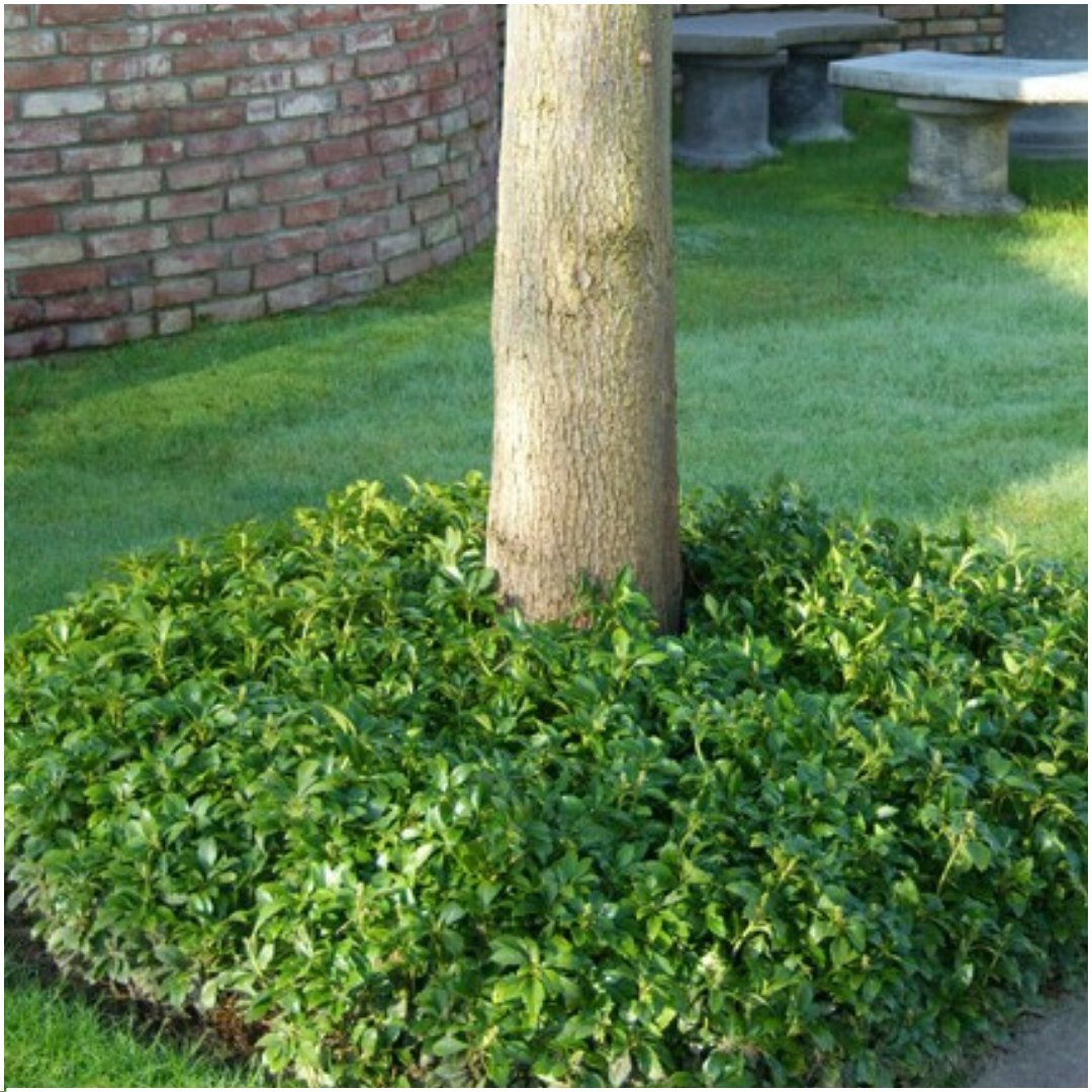 Schaduwkruid - Pachysandra terminalis
