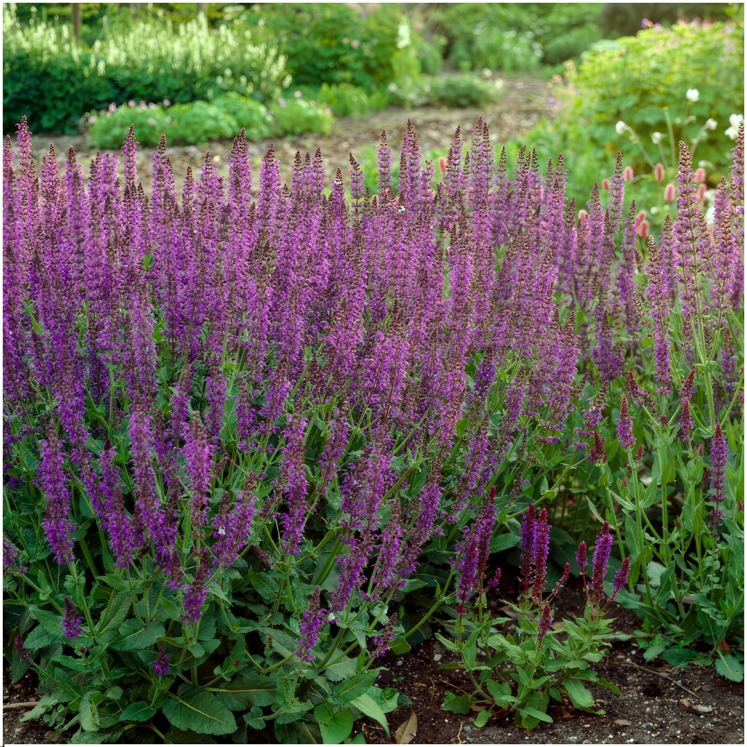 Bossalie - Salvia nemorosa 'Ostfriesland'