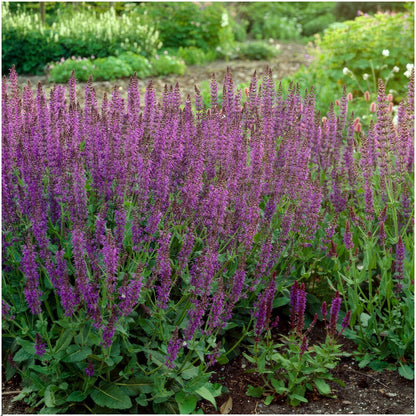 Bossalie - Salvia nemorosa 'Ostfriesland'