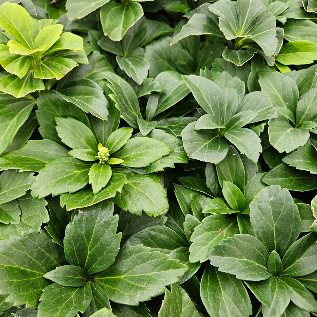 Schaduwkruid - Pachysandra terminalis