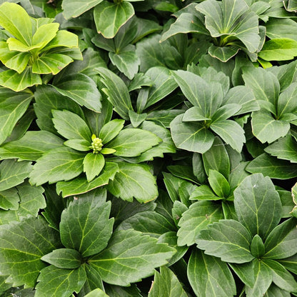 Schaduwkruid - Pachysandra terminalis