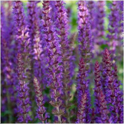 Bossalie - Salvia nemorosa 'Ostfriesland'