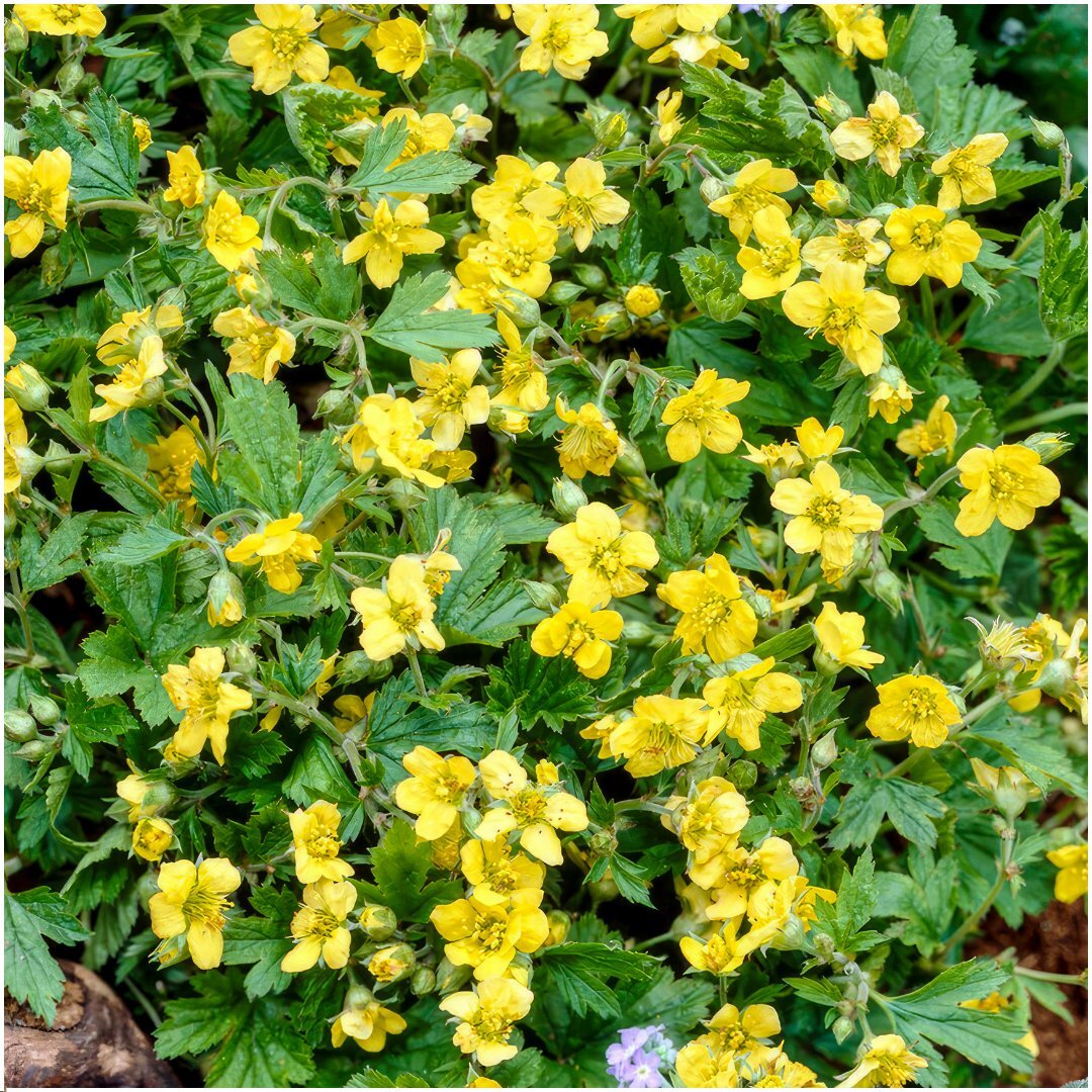Goudaardbei, Waldsteinia ternata, gele bloem van dichtbij