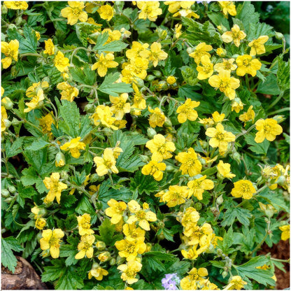 Goudaardbei, Waldsteinia ternata, gele bloem van dichtbij