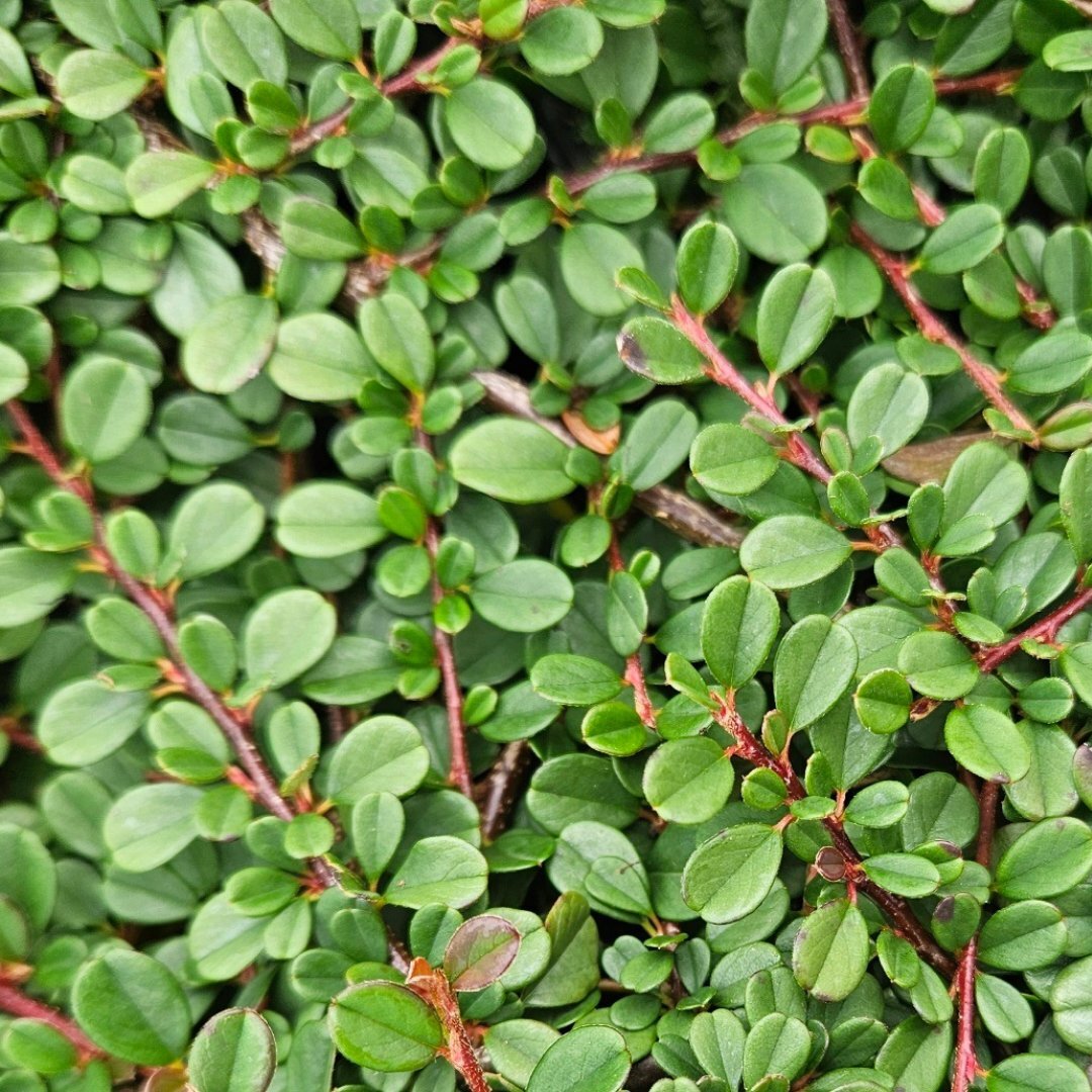 Kruipende dwergmispel - Cotoneaster procumbens 'Streib's Findling'