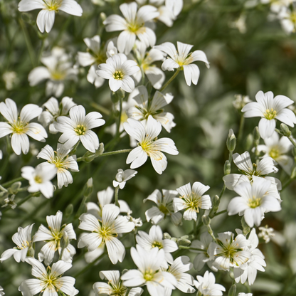 Viltige hoornbloem - Cerastium tomentosum