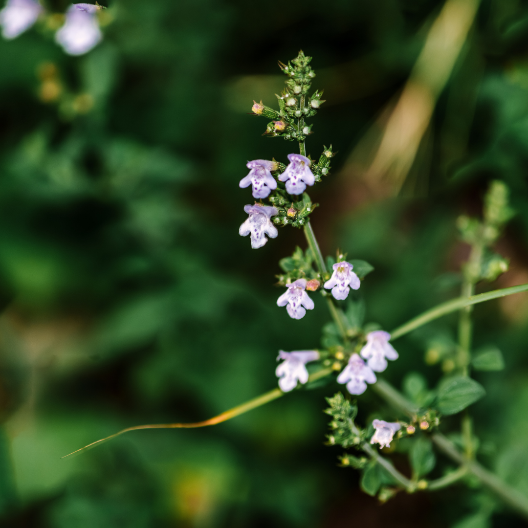 Bergsteentijm - Calamintha nepeta subsp. nepeta