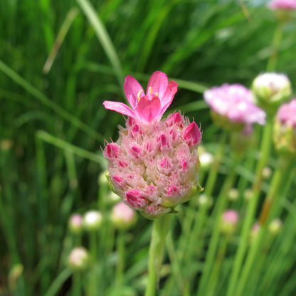 Engels gras - Armeria maritima 'Splendens'