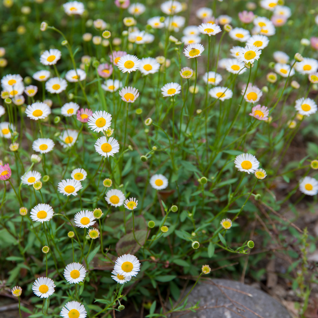 Muurfijnstraal - Erigeron karvinskianus