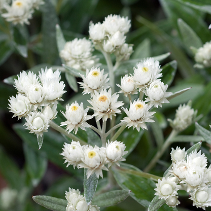 Siberische edelweiss - Anaphalis triplinervis