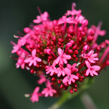 Rode spoorbloem - Centranthus ruber 'Coccineus'