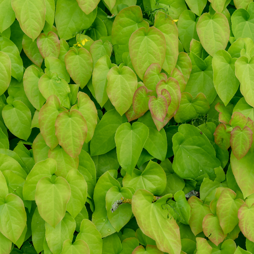Rode elfenbloem - Epimedium x rubrum