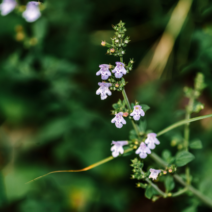 Bergsteentijm - Calamintha nepeta subsp. nepeta