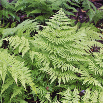 Mannetjesvaren - Dryopteris filix-mas