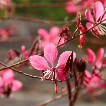 Prachtkaars 'Siskiyou Pink' - Gaura lindheimeri 'Siskiyou Pink'