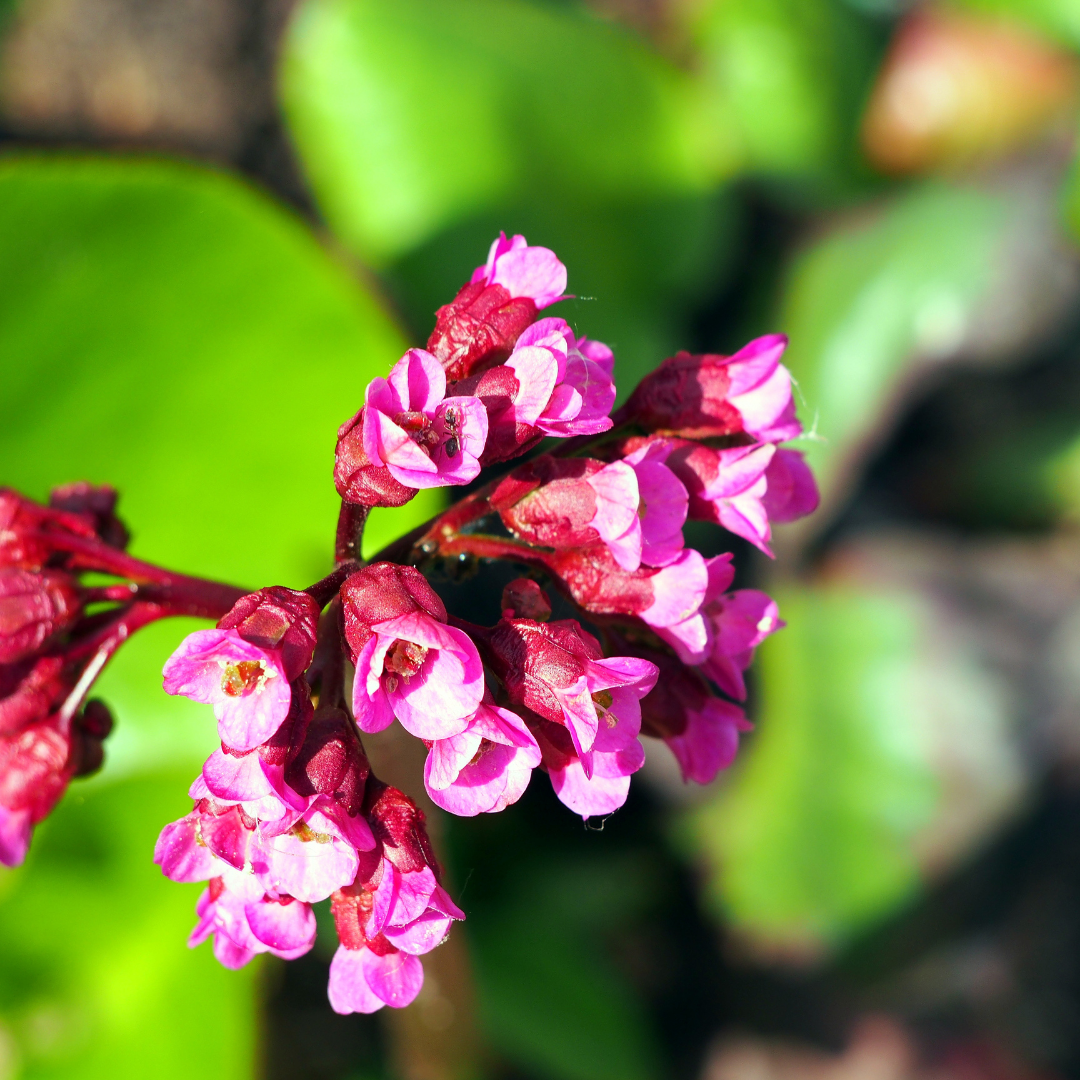 Schoenlappersplant - Bergenia cordifolia