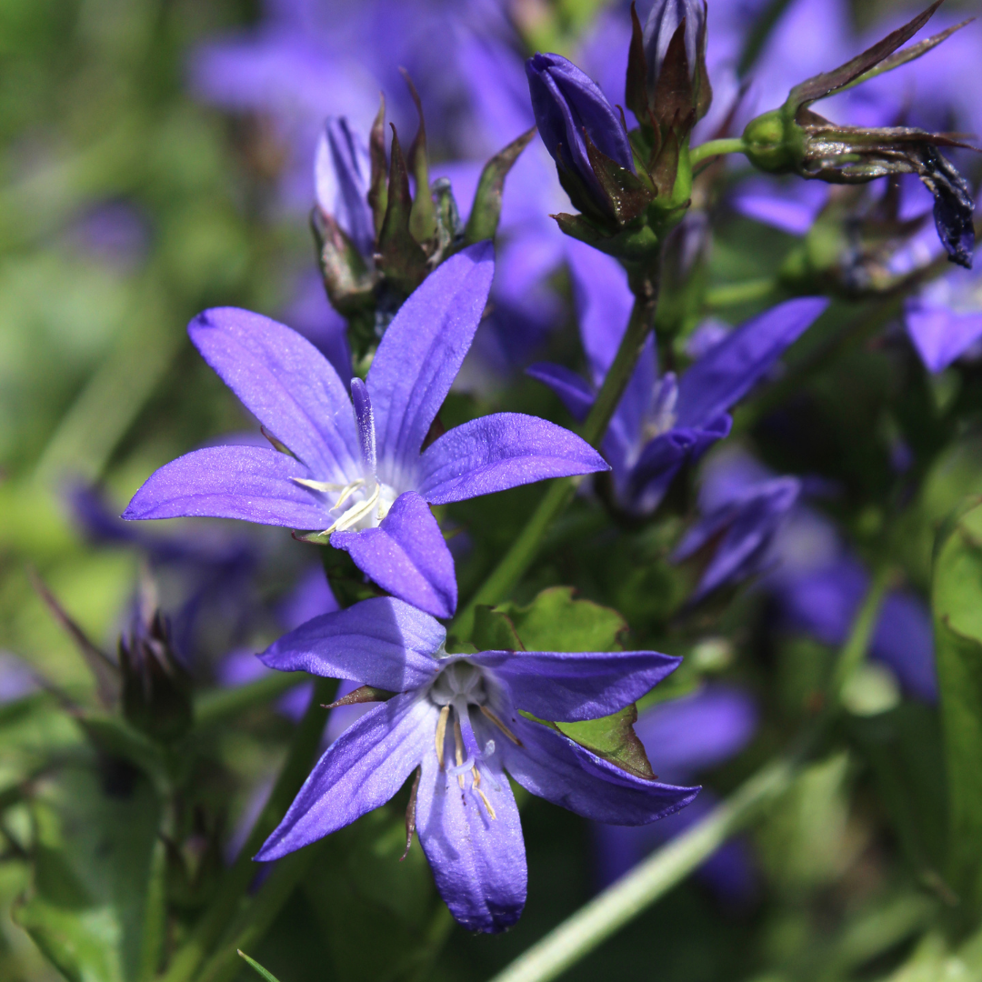 Kruipklokje - Campanula poscharskyana