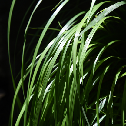 Japanse zegge - Carex morrowii