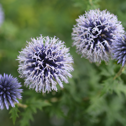 Kogeldistel - Echinops ritro