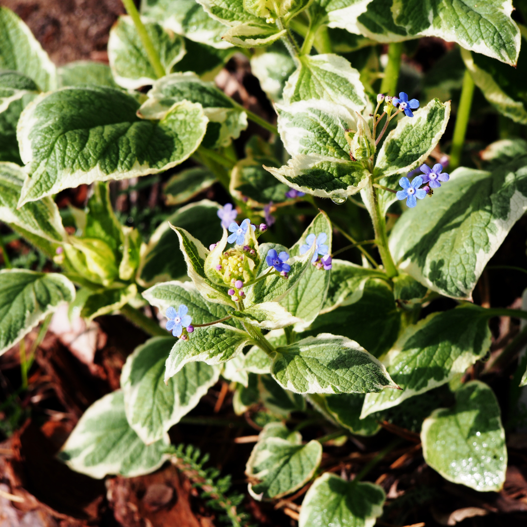 Kaukasisch vergeet-mij-nietje - Brunnera macrophylla