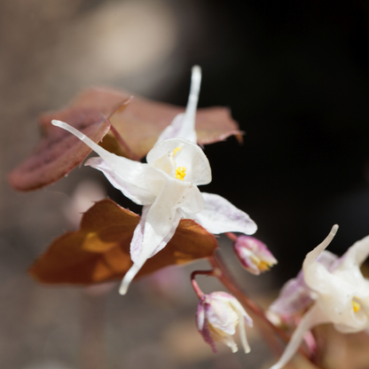Witte elfenbloem - Epimedium x youngianum 'Niveum'