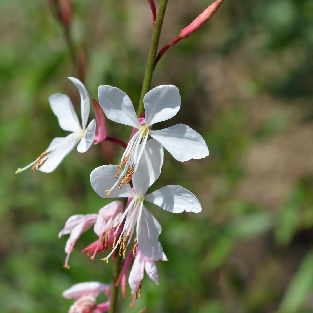 Prachtkaars 'Whirling Butterflies' - Gaura lindheimeri 'Whirling Butterflies'