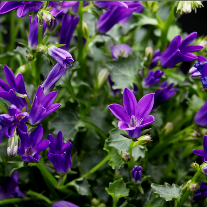 Prachtklokje - Campanula persicifolia 'Coerulea'